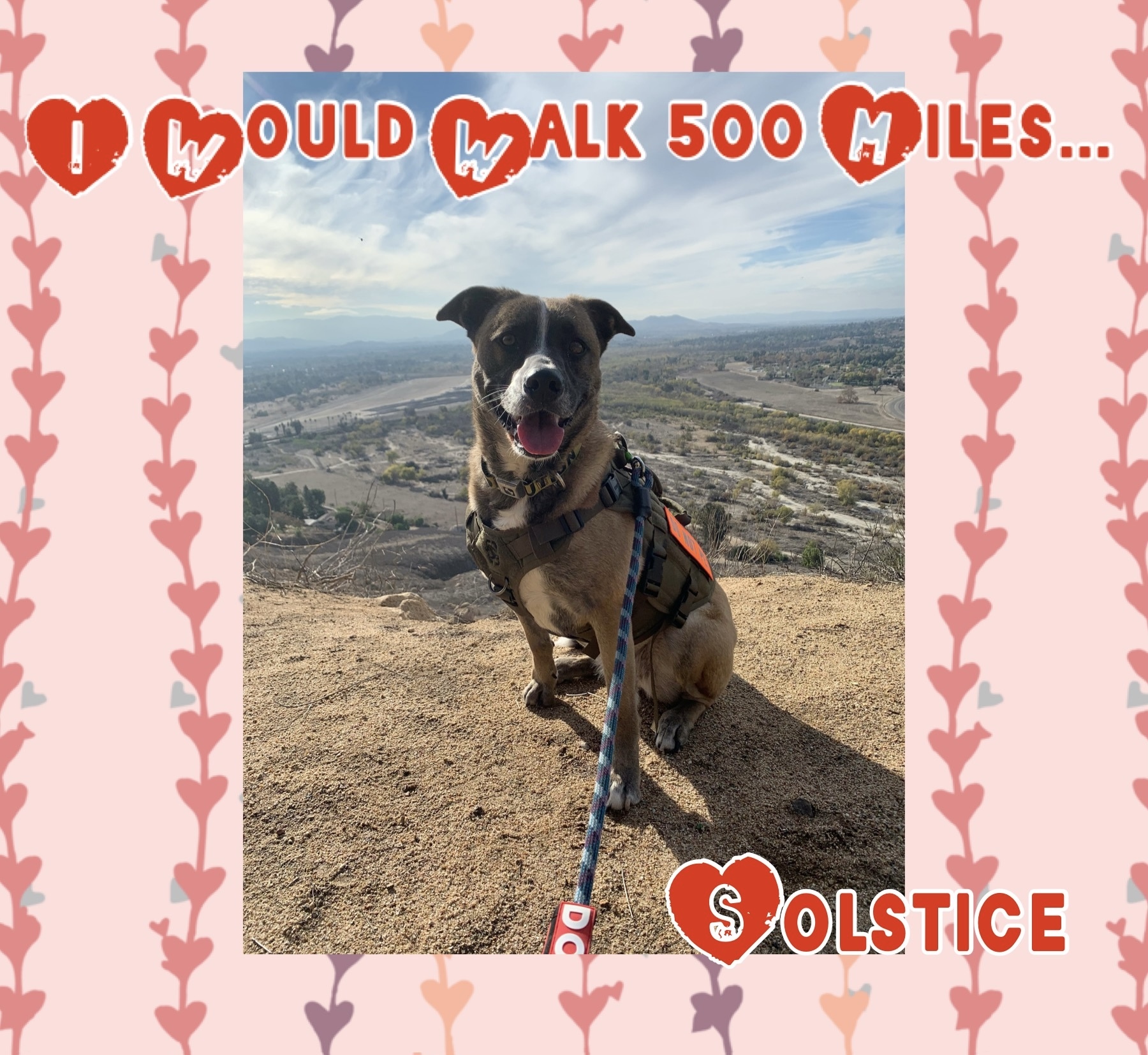 Solstice, an adoptable Husky, Cattle Dog in Riverside, CA, 92506 | Photo Image 4