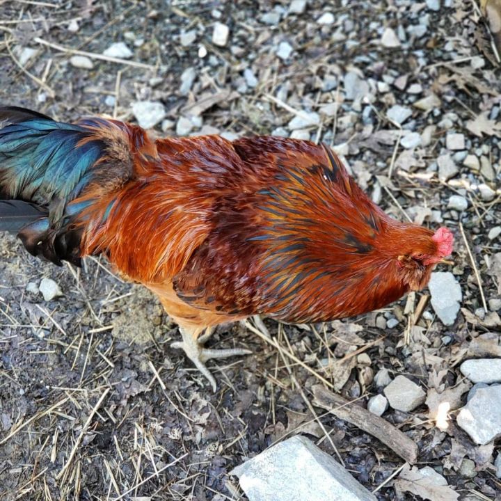 Travolta, an adoptable Chicken in Jacksonville, OR_image-6