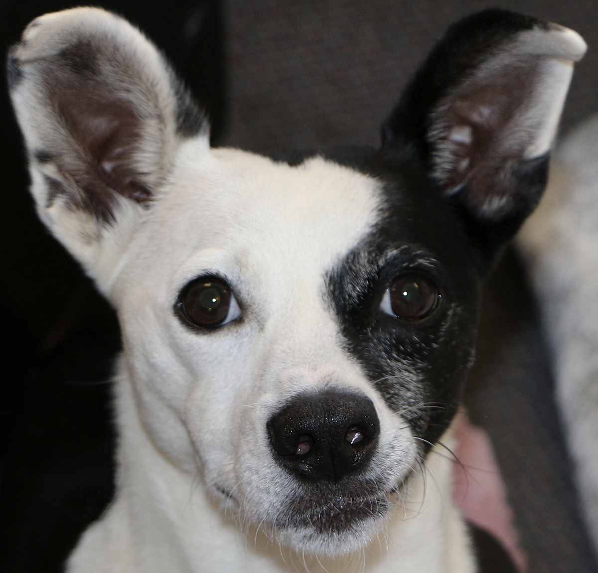 Michael, an adoptable Jack Russell Terrier in Charles Town, WV, 25414 | Photo Image 1