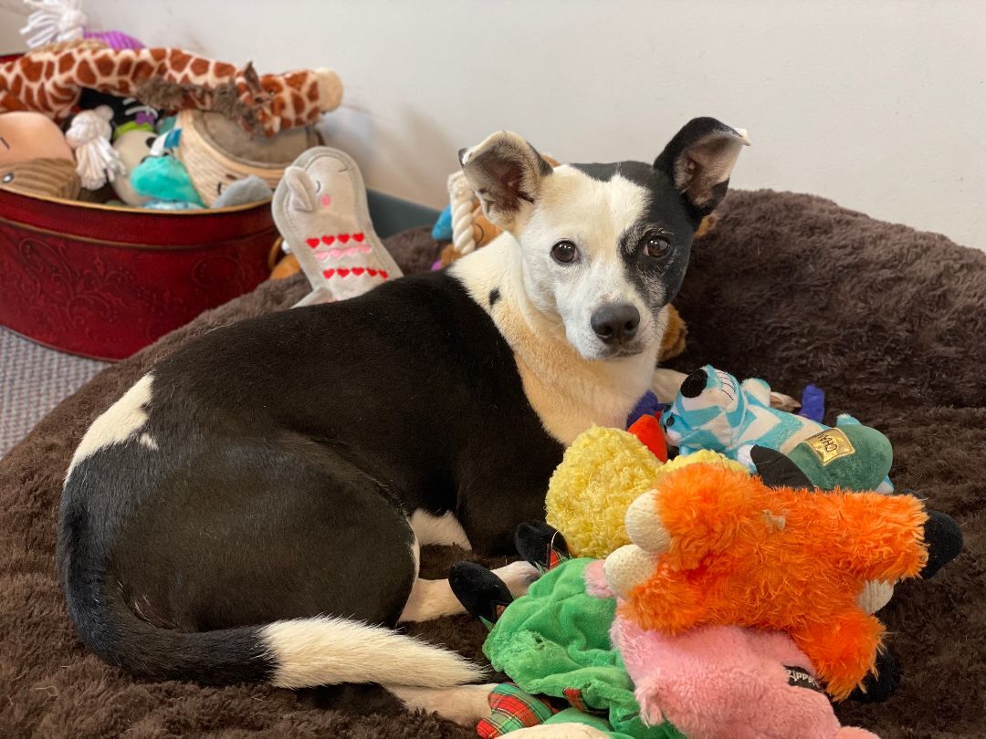 Michael, an adoptable Jack Russell Terrier in Charles Town, WV, 25414 | Photo Image 2