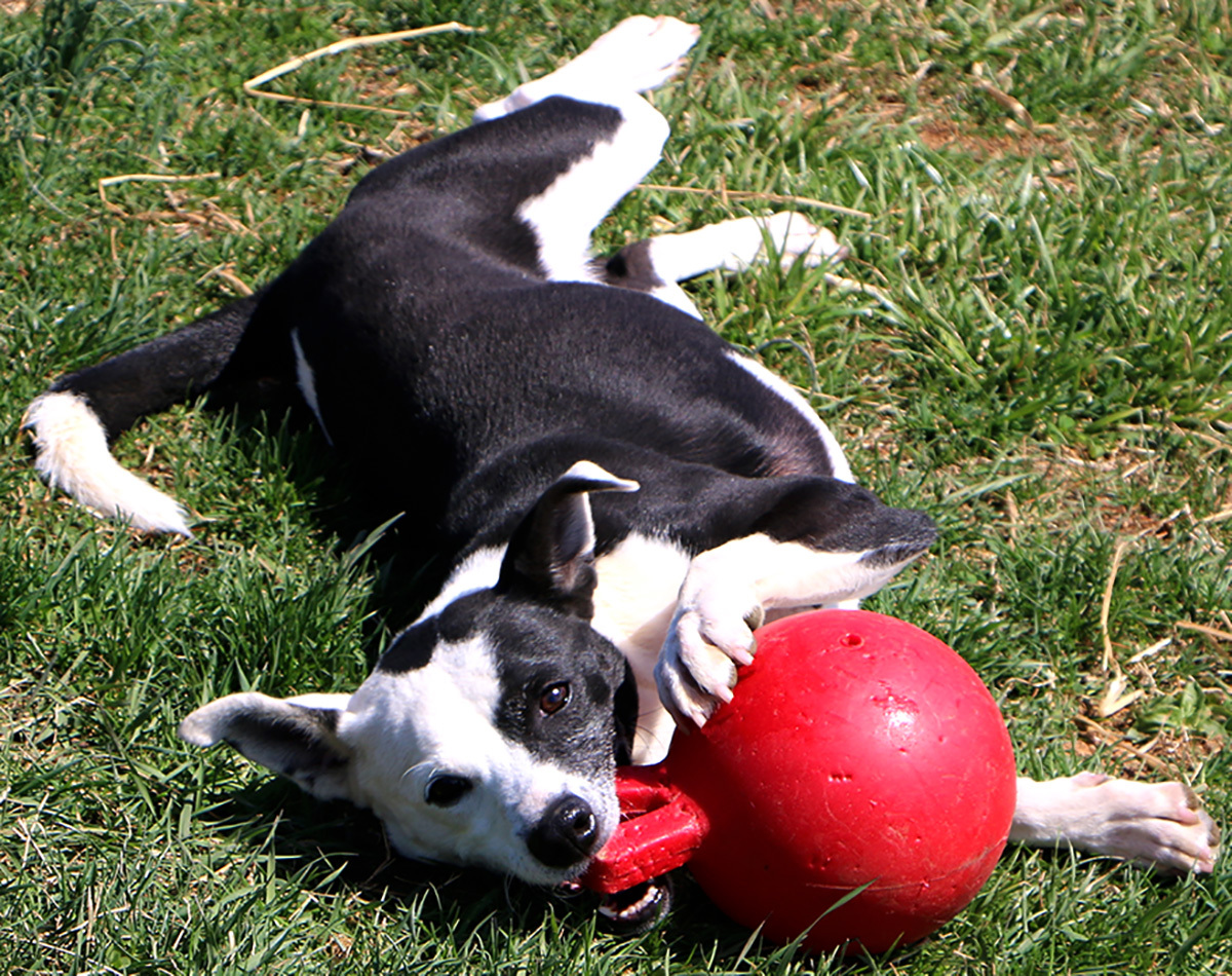 Michael, an adoptable Jack Russell Terrier in Charles Town, WV, 25414 | Photo Image 3