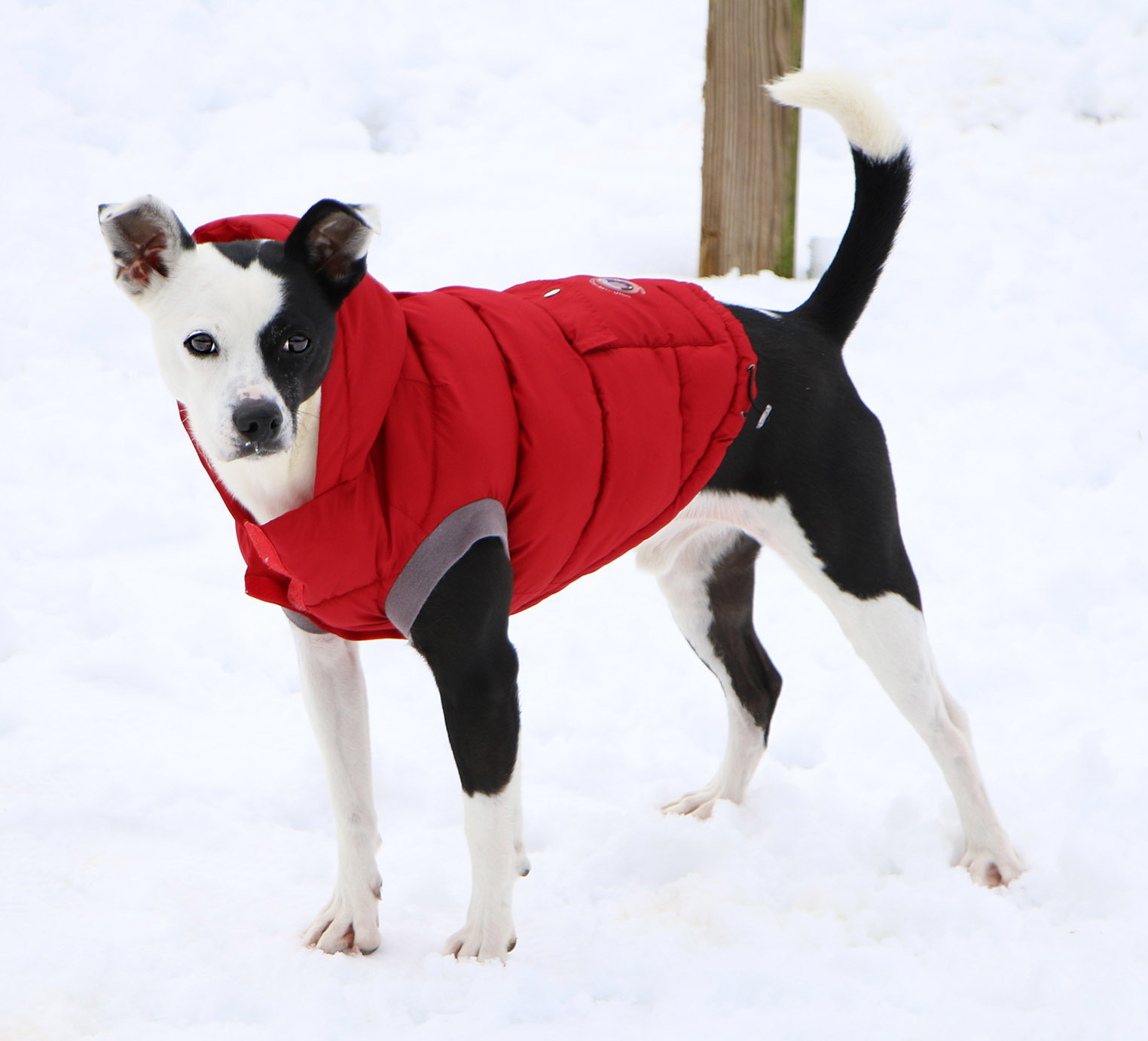 Michael, an adoptable Jack Russell Terrier in Charles Town, WV, 25414 | Photo Image 4
