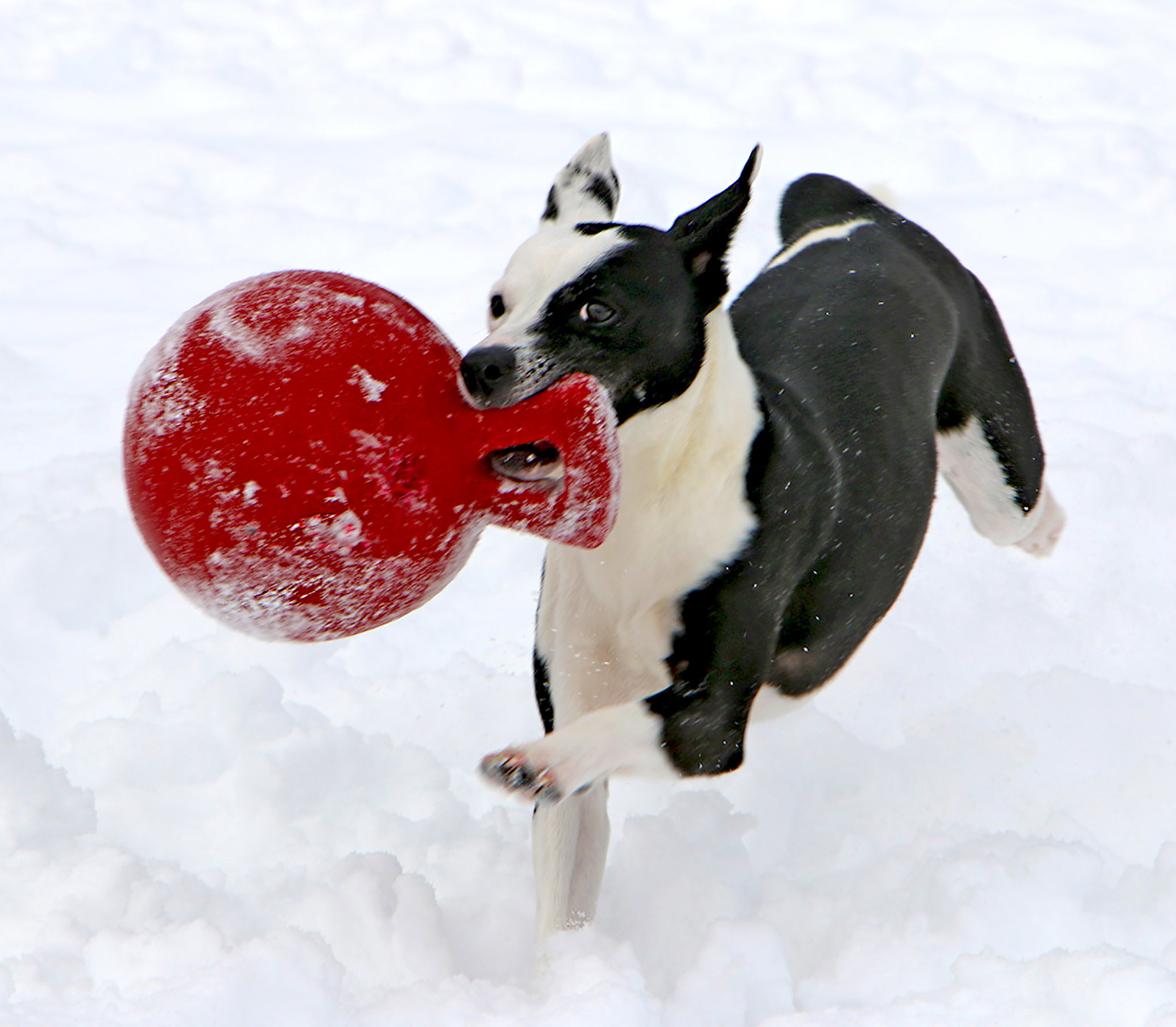 Michael, an adoptable Jack Russell Terrier in Charles Town, WV, 25414 | Photo Image 5