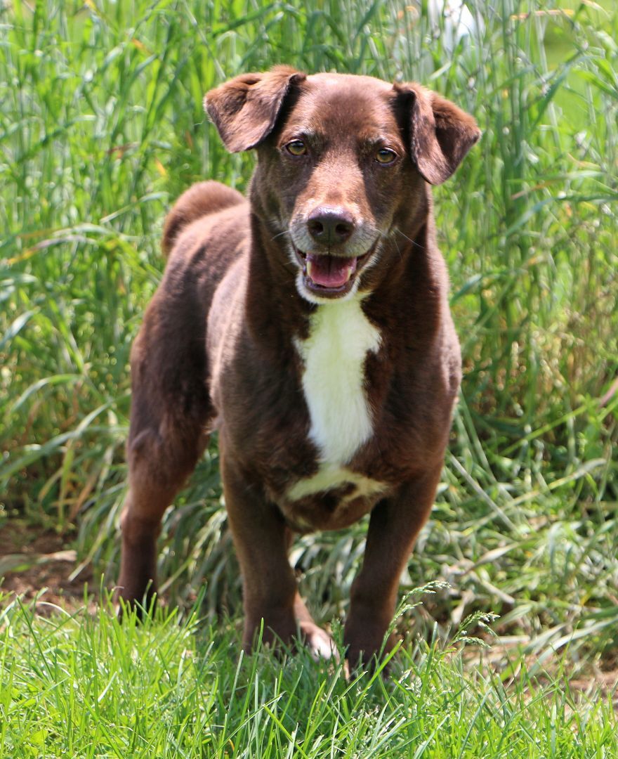 Tango, an adoptable Basset Hound in Charles Town, WV, 25414 | Photo Image 2