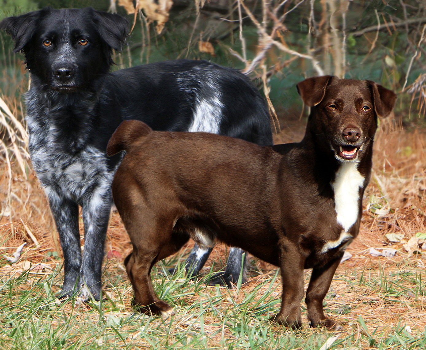 Tango, an adoptable Basset Hound in Charles Town, WV, 25414 | Photo Image 3