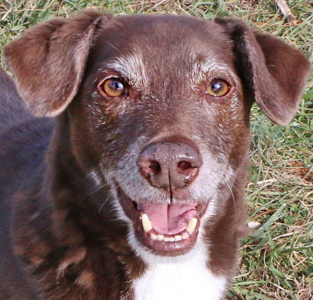 Tango, an adoptable Basset Hound in Charles Town, WV, 25414 | Photo Image 1