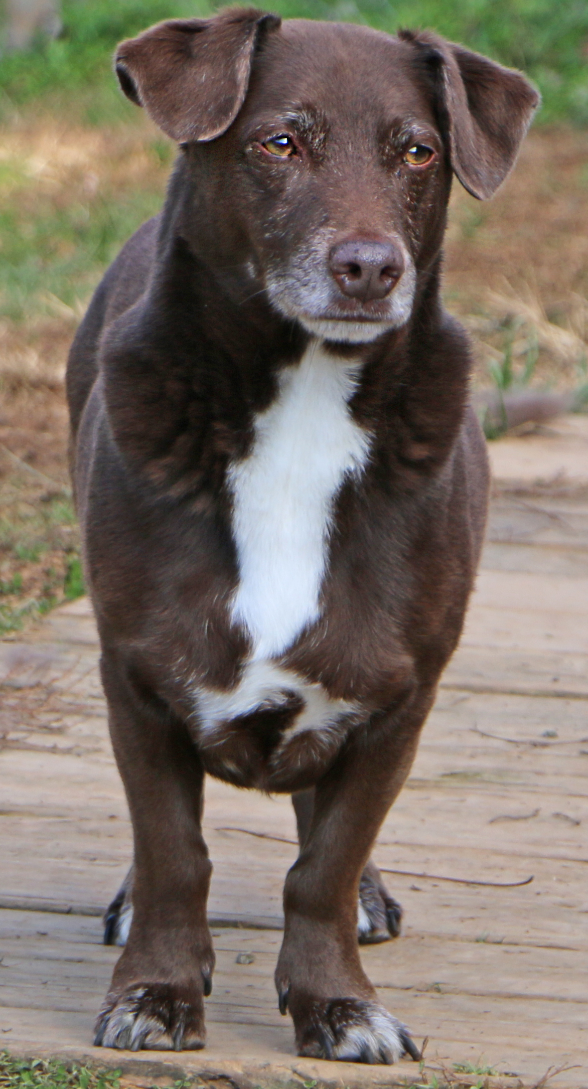 Tango, an adoptable Basset Hound in Charles Town, WV, 25414 | Photo Image 4