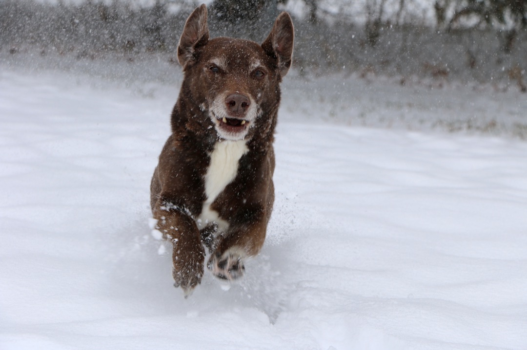 Tango, an adoptable Basset Hound in Charles Town, WV, 25414 | Photo Image 5