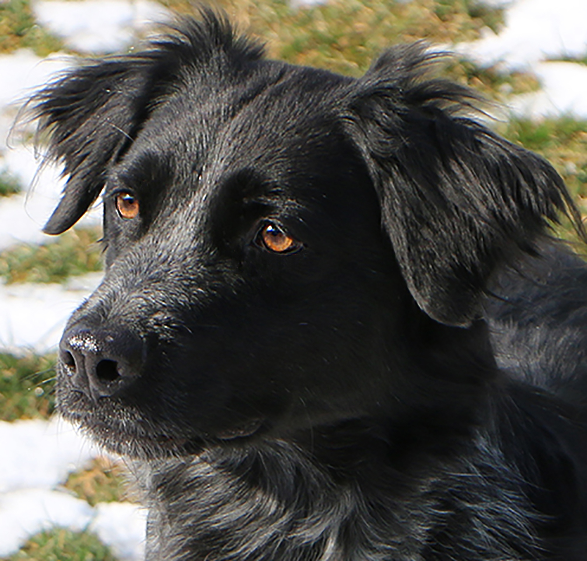 Trixie, an adoptable Spaniel in Charles Town, WV, 25414 | Photo Image 1