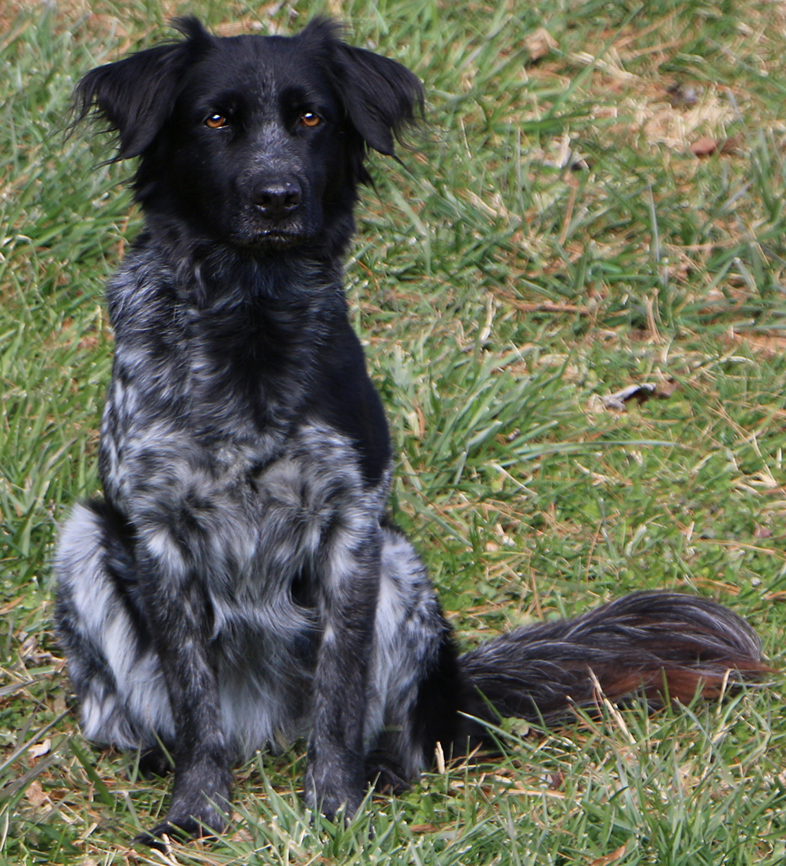 Trixie, an adoptable Spaniel in Charles Town, WV, 25414 | Photo Image 3