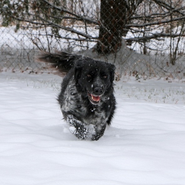 Trixie, an adoptable Spaniel in Charles Town, WV, 25414 | Photo Image 4