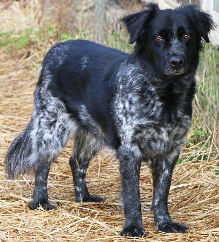 Trixie, an adoptable Spaniel Mix in Charles Town, WV_image-5