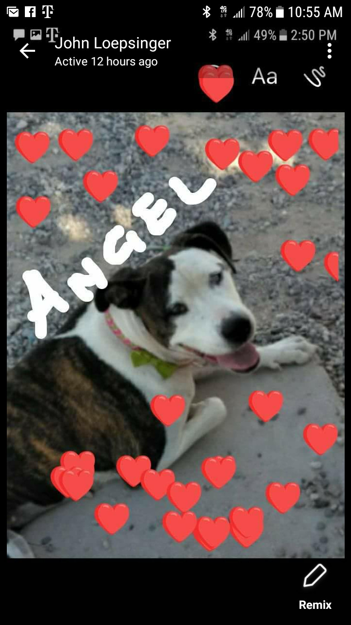 ANGEL, an adoptable American Bulldog in Buckeye, AZ, 85326 | Photo Image 1