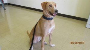 GABBY - Paws Behind Bars Prison Trained