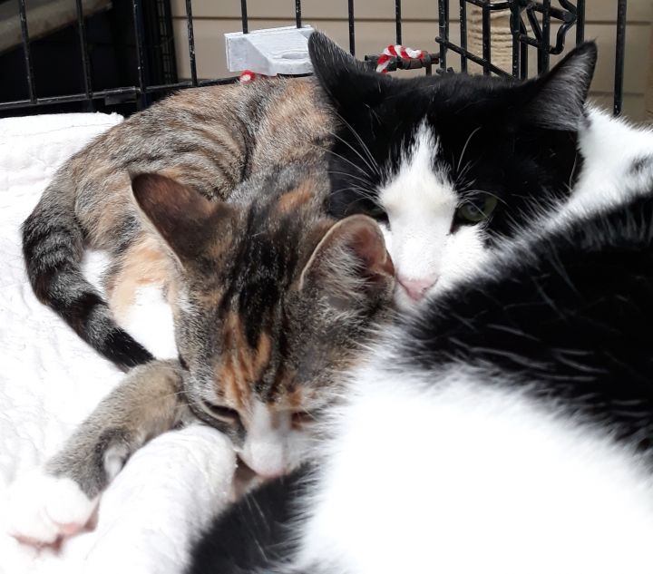 Thai and Sally Ride ( bonded pair) 3