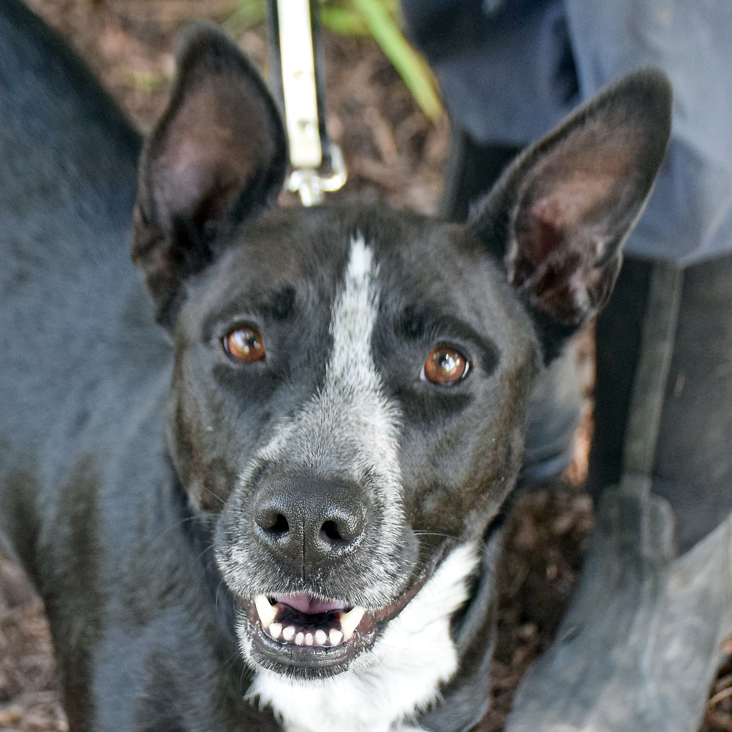 Roxi, an adoptable Border Collie, Australian Cattle Dog / Blue Heeler in Huntley, IL, 60142 | Photo Image 1