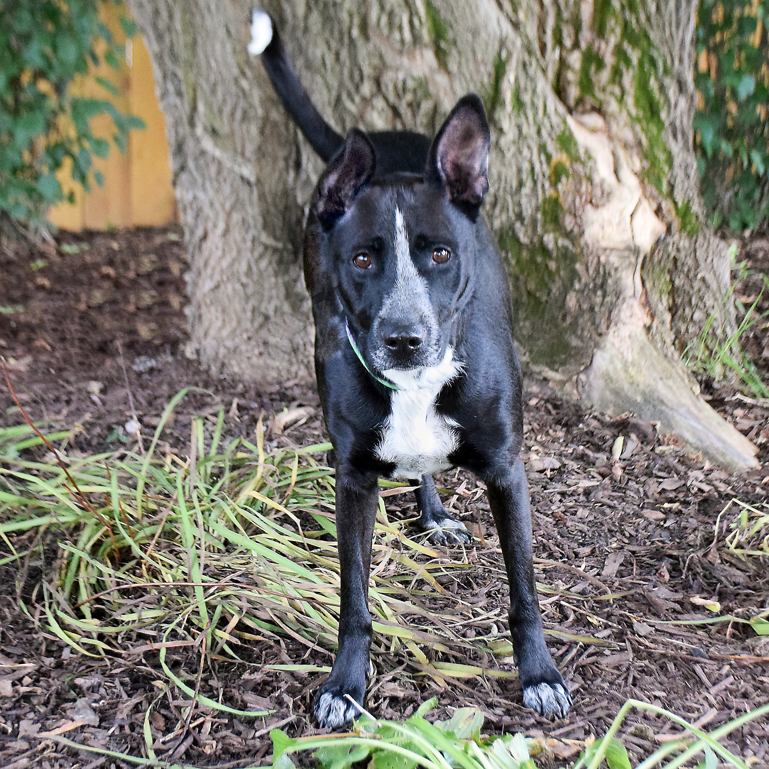 Roxi, an adoptable Border Collie, Australian Cattle Dog / Blue Heeler in Huntley, IL, 60142 | Photo Image 3