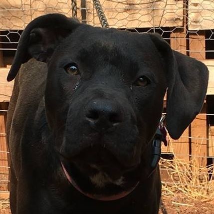 Miss Belle, an adoptable American Staffordshire Terrier & Rottweiler Mix in Rogue River, OR_image-1