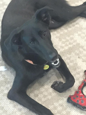 JoJo, an adoptable Labrador Retriever, Shepherd in Houston, TX, 77062 | Photo Image 2