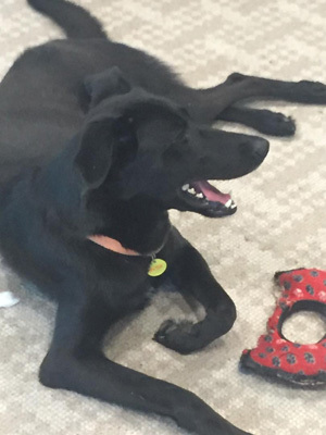 JoJo, an adoptable Labrador Retriever, Shepherd in Houston, TX, 77062 | Photo Image 3