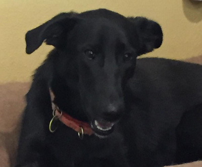 JoJo, an adoptable Labrador Retriever, Shepherd in Houston, TX, 77062 | Photo Image 4