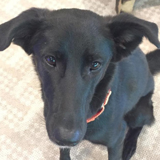 JoJo, an adoptable Labrador Retriever, Shepherd in Houston, TX, 77062 | Photo Image 1