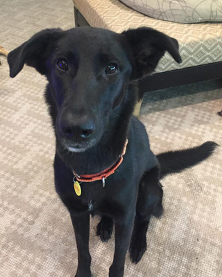 JoJo, an adoptable Labrador Retriever, Shepherd in Houston, TX, 77062 | Photo Image 6
