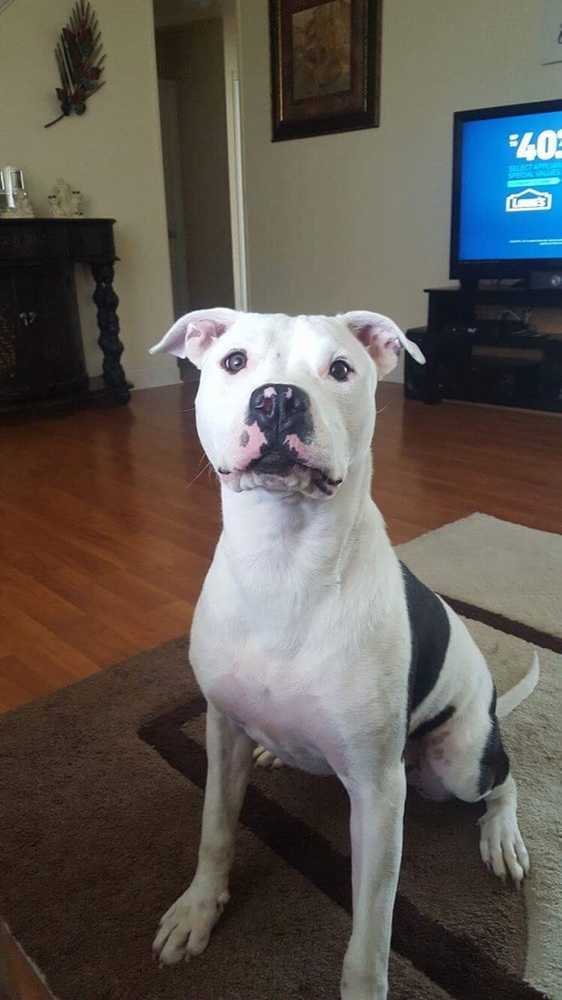 Oreo, an adoptable American Bulldog, Cane Corso in Jessup, MD, 20794 | Photo Image 1