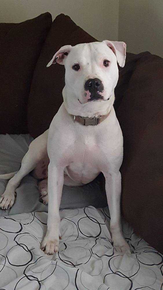 Oreo, an adoptable American Bulldog, Cane Corso in Jessup, MD, 20794 | Photo Image 2