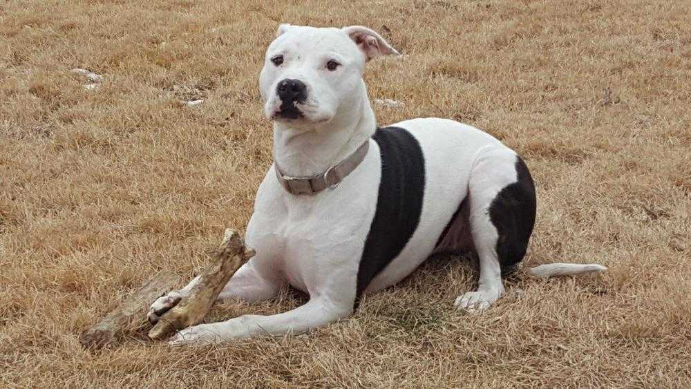 Oreo, an adoptable American Bulldog, Cane Corso in Jessup, MD, 20794 | Photo Image 3