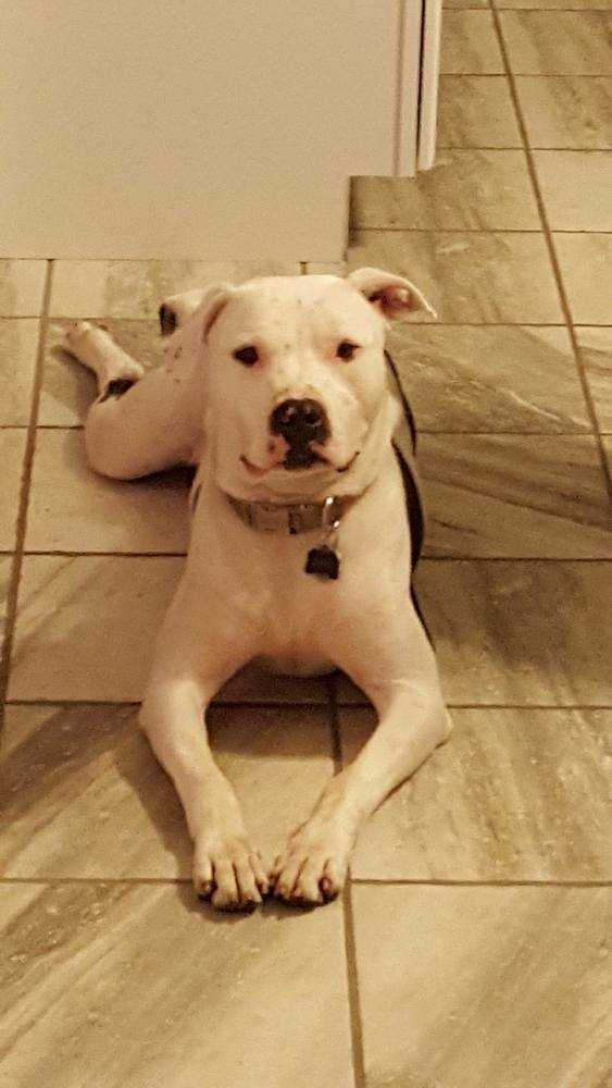 Oreo, an adoptable American Bulldog, Cane Corso in Jessup, MD, 20794 | Photo Image 5