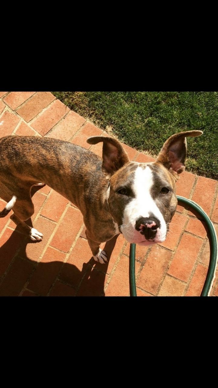 Tallulah, an adopted American Staffordshire Terrier Mix in Woodstock, GA_image-1
