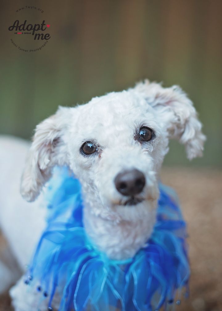 Preston, an adopted Poodle in Kingwood, TX_image-1