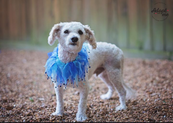 Preston, an adopted Poodle in Kingwood, TX_image-3