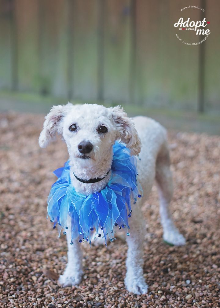 Preston, an adopted Poodle in Kingwood, TX_image-6