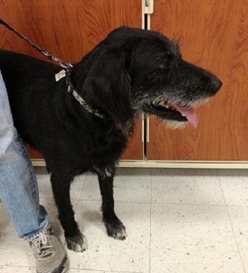 Bigly, an adoptable Black Labrador Retriever, German Wirehaired Pointer in Millville, UT, 84326 | Photo Image 1