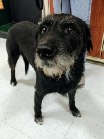 Bigly, an adoptable Black Labrador Retriever, German Wirehaired Pointer in Millville, UT, 84326 | Photo Image 2
