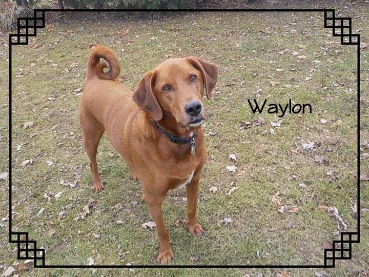Waylon 4