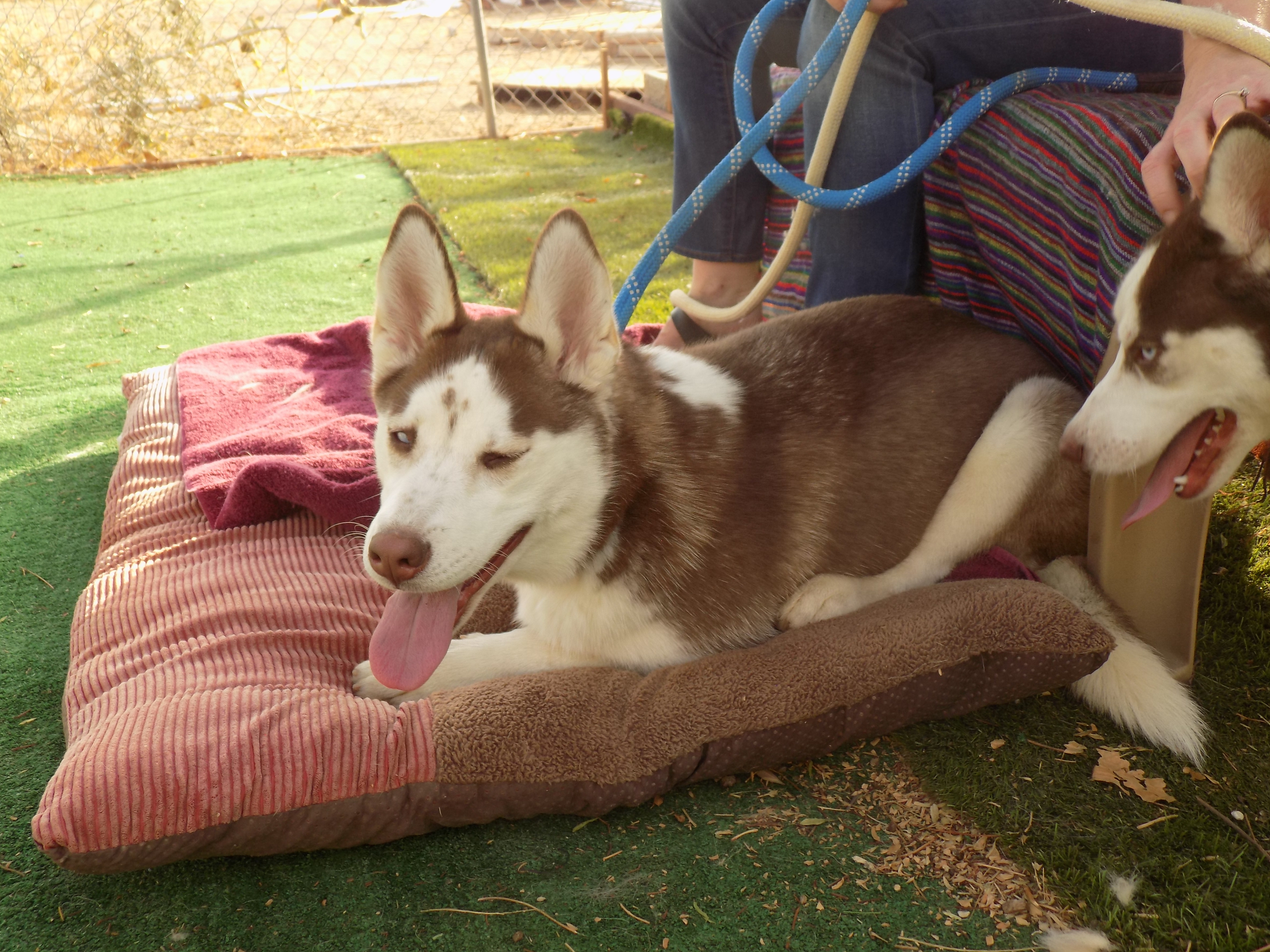 AMBER, an adoptable Siberian Husky in Valencia, CA, 91355 | Photo Image 4