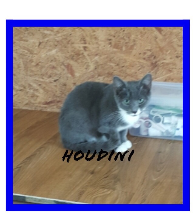 Houdini 2