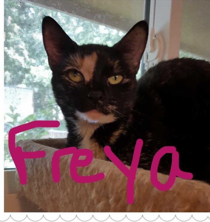 Freya 1