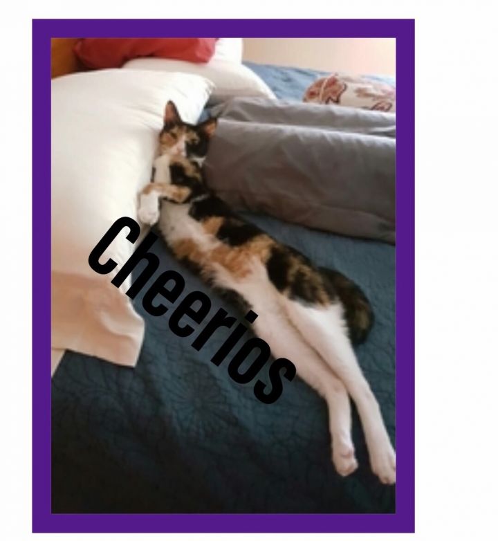 Cheerio 2