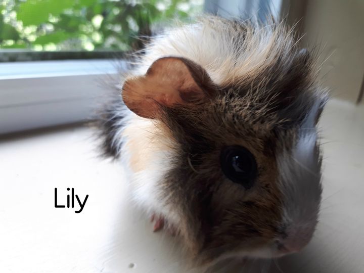 Lily 3