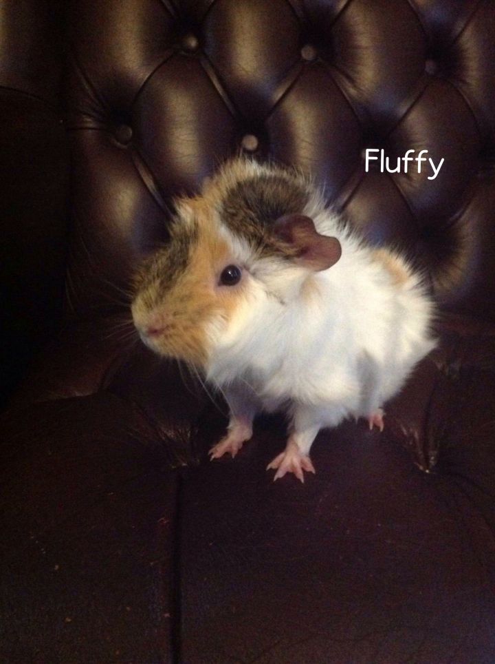Fluffy 2