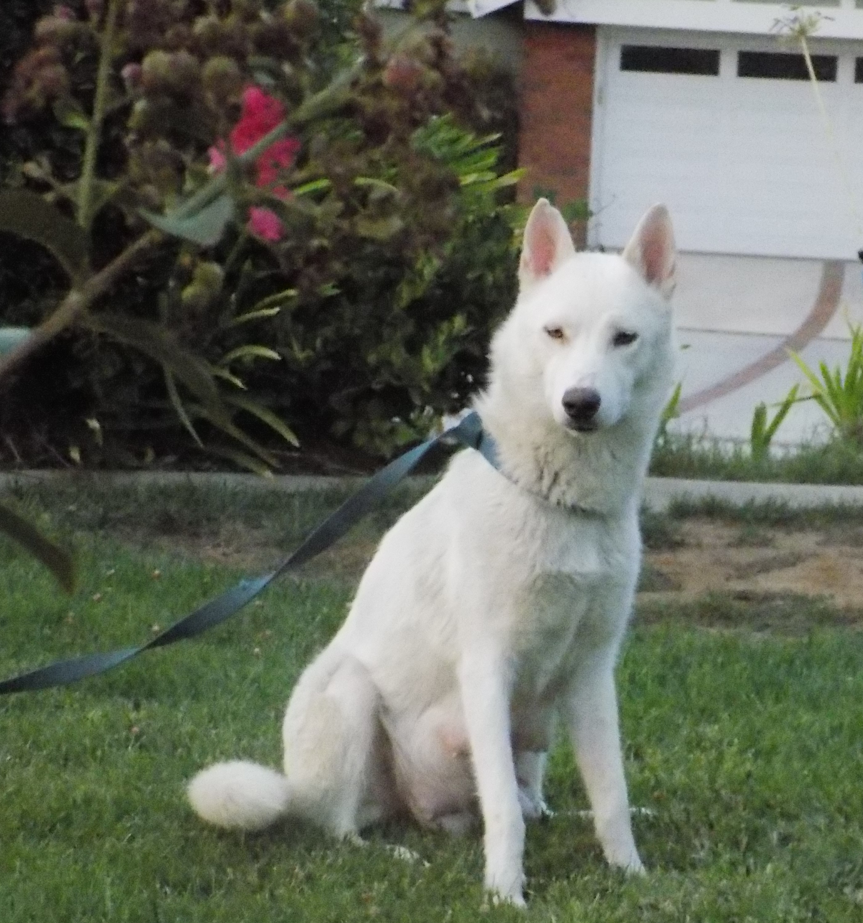MAMA LUNA, an adoptable Siberian Husky in Valencia, CA, 91355 | Photo Image 2