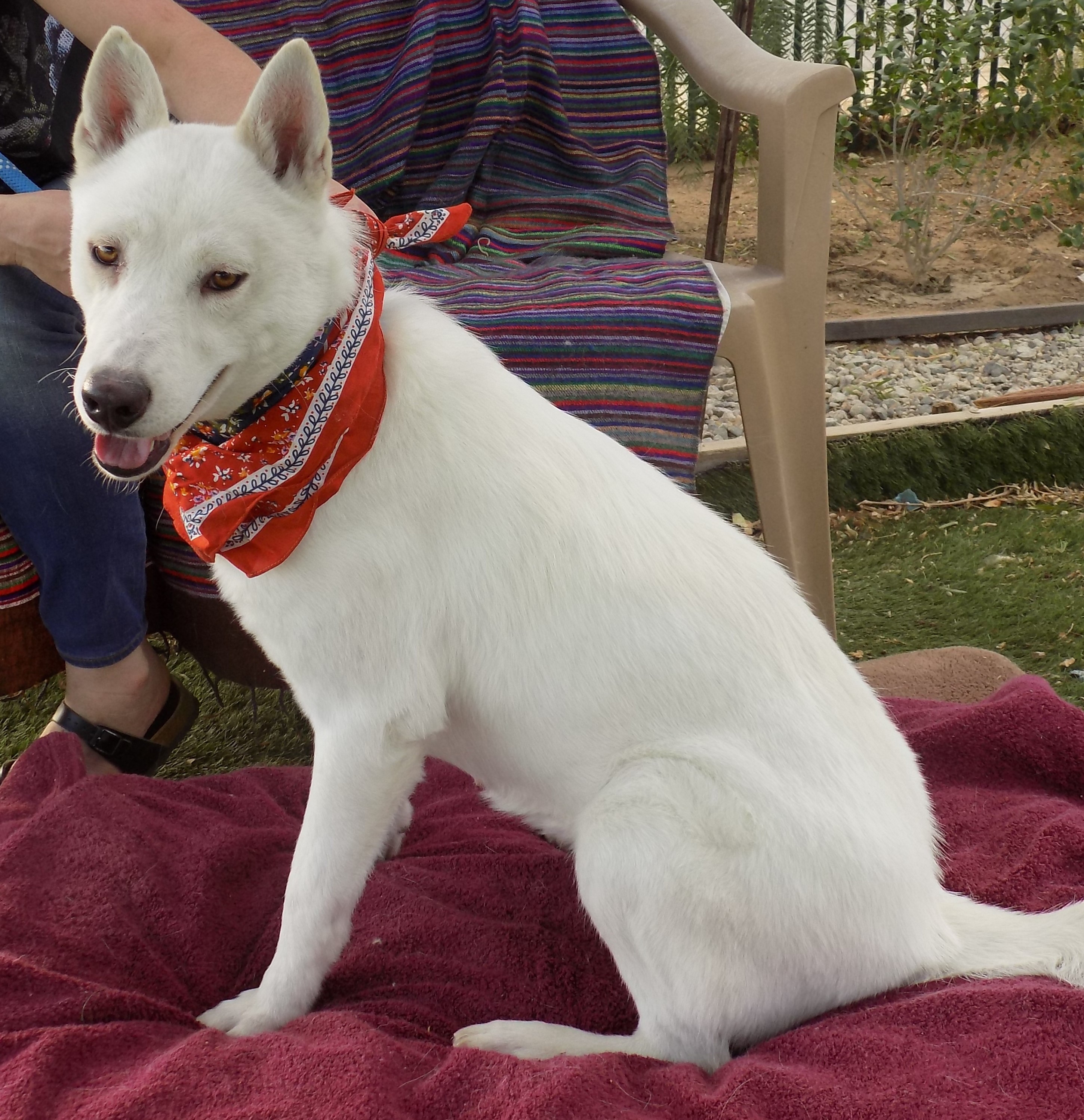 MAMA LUNA, an adoptable Siberian Husky in Valencia, CA, 91355 | Photo Image 1