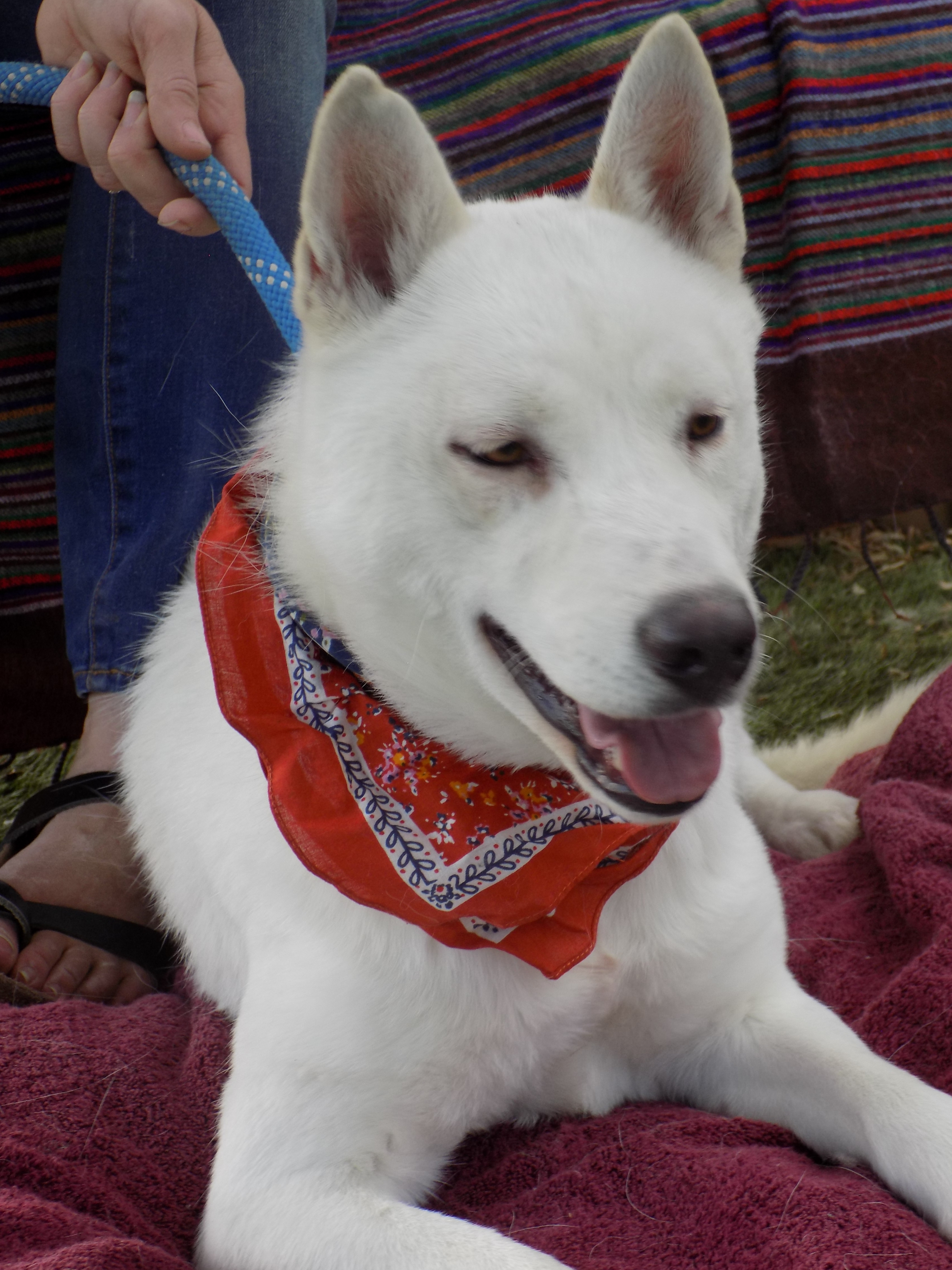 MAMA LUNA, an adoptable Siberian Husky in Valencia, CA, 91355 | Photo Image 4