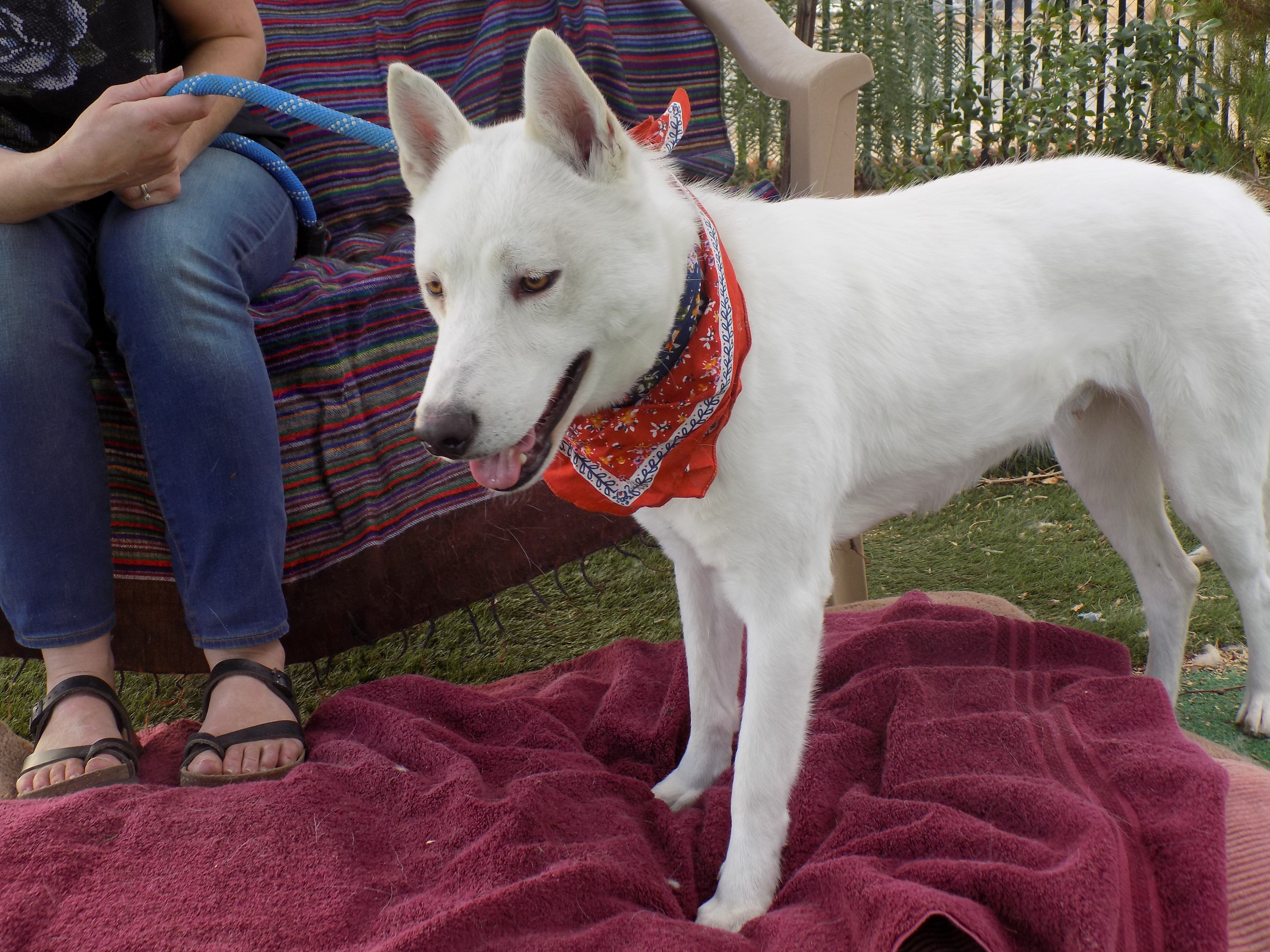 MAMA LUNA, an adoptable Siberian Husky in Valencia, CA, 91355 | Photo Image 5
