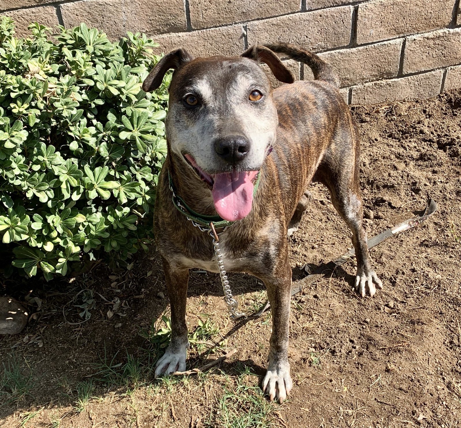 Hero, an adoptable Boxer, German Shepherd Dog in San Bernardino, CA, 92407 | Photo Image 1