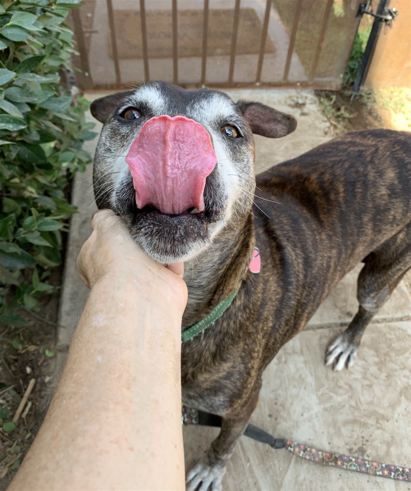 Hero, an adoptable Boxer, German Shepherd Dog in San Bernardino, CA, 92407 | Photo Image 2